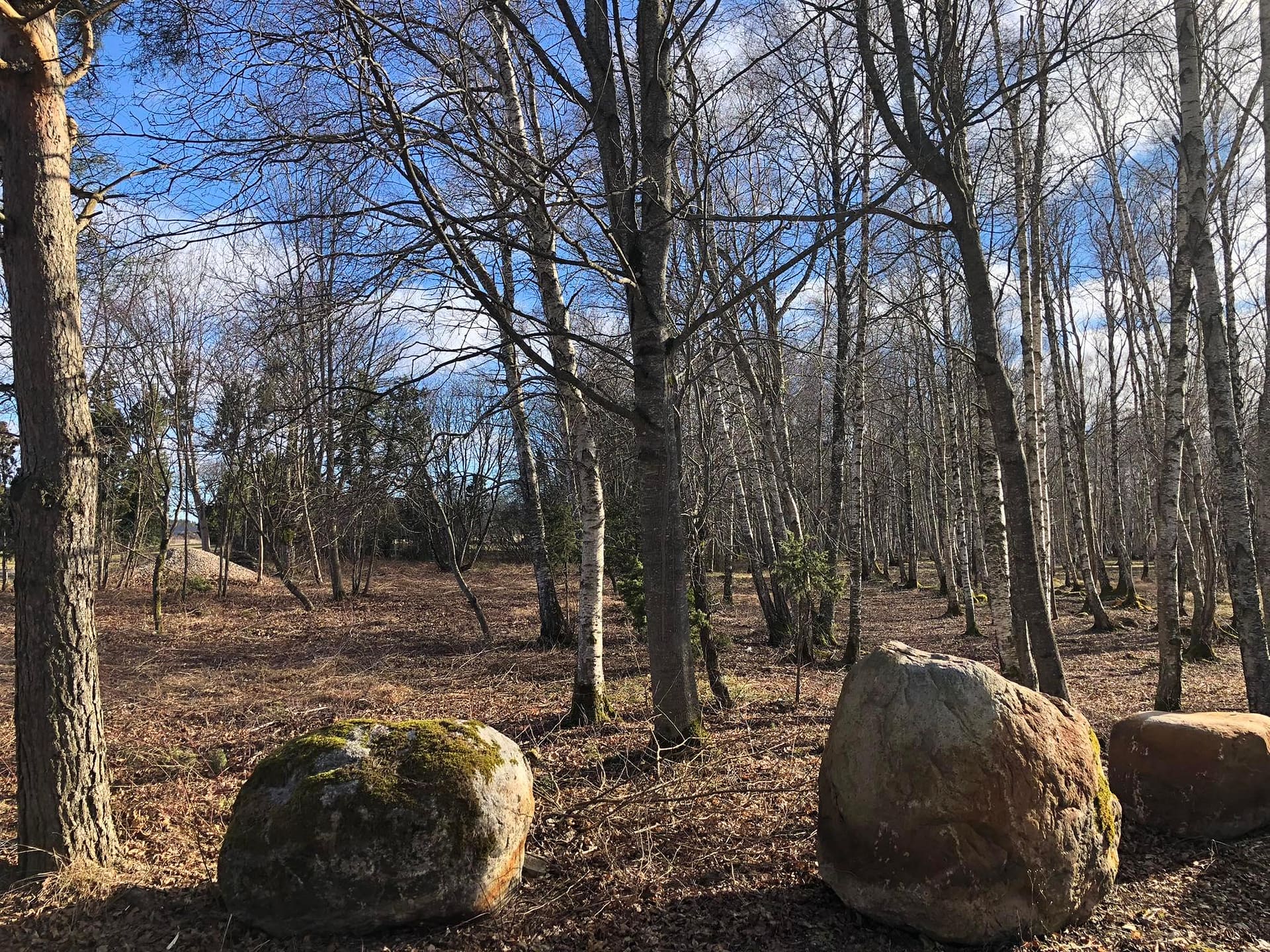 MS Works võsa lõikamine